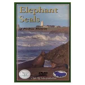  Elephant Seals of Piedras Blancas DVD 