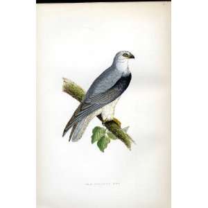  Black Winged Kite Bree H/C 1875 Old Prints Birds Europe 