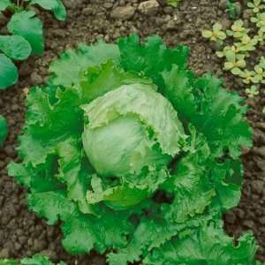  400 Seeds, Lettuce Great Lakes 118 (Lactuca sativa 