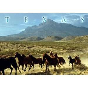  382893   Texas Postcard 12515 Texas Mustangs Case Pack 750 