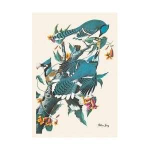  Blue Jay 20x30 poster: Home & Kitchen