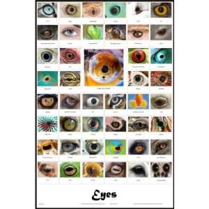  Eyes Science Poster