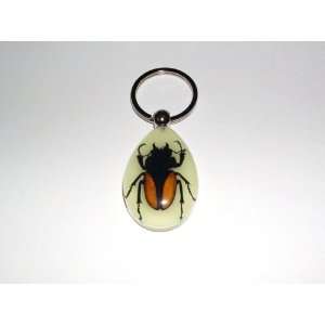  Glow in the dark Real Insect Keychain   Stag Bettle 