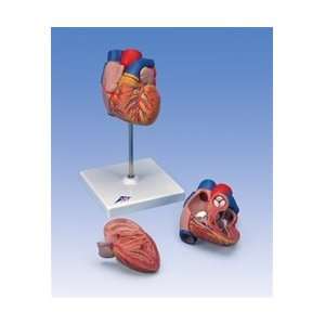 Classic Heart Anatomy with Bypass, 2 part model  