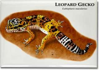Leopard Gecko (Eublepharis macularius) Collectible Art Magnet