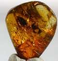 SOLDIER ANT in Mexican Amber Specimen ++  