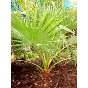  WASHINGTONIA ROBUSTA Washington Palm 15 seeds Patio, Lawn 