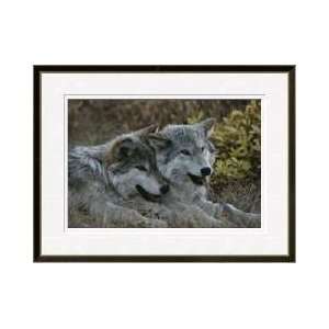  Gray Wolves Resting Sawtooth Mountains Idaho Framed Giclee 