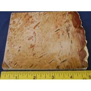   Very Rare Louisiana Petrified Palm Wood Slab, 7.24.3: Everything Else