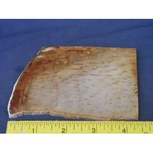   Very Rare Louisiana Petrified Palm Wood Slab, 7.24.8: Everything Else