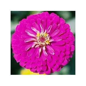   Prince Rare 50+ Seeds Showy Fantastic Bloomer Patio, Lawn & Garden