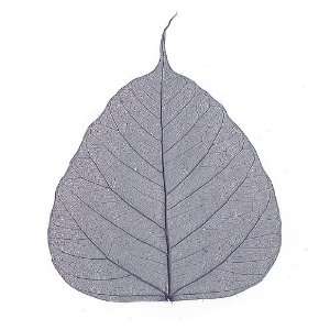    Skeleton Leaves  Pack of 10 Blue Bodhi Leaves