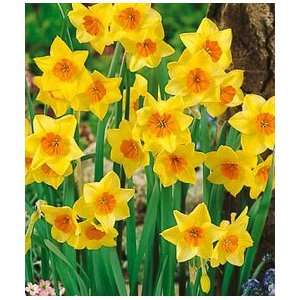  Daffodil   Jonquilla   Suzy Patio, Lawn & Garden