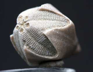 ANCIENT Fossil Sea Life BLASTOID Echinoderm Echinoid Mineral Specimen 