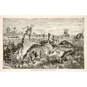  1884 Wood Engraving Africa Savanna Wild Boar Pig Razorback 