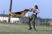 Army military working dog FORT HOOD TEXAS Military MP  