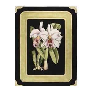   Print   Orchids on Black II   Artist Fitch  Poster Size 24 X 18