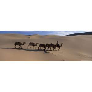 Camel Train, Khongryn Dunes, Gobi Desert, Gobi National Park, Omnogov 