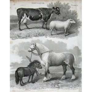   Encyclopaedia Britannica Agriculture Cow Sheep Horse