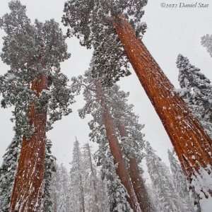  SEQUOIA GIANT TREES Winter Snow Landscape CANVAS GICLEE 