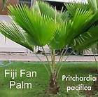 fiji fan palm tree 500 fresh seeds pritchard $ 24 99 buy it now see 