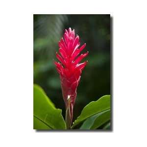  Red Ginger Waimea Falls Oahu Hawaii Giclee Print