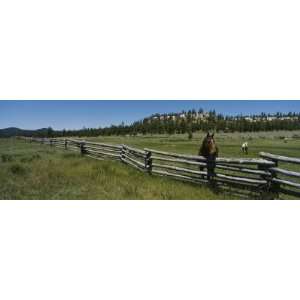  Two Horses in a Field, Arizona, USA by Panoramic Images 