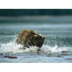 Brown Bear Splashing Through Water While Hunting for Salmon 