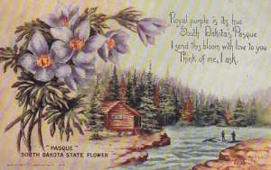 Pasque State Flower, South Dakota, River Scene Postcard  