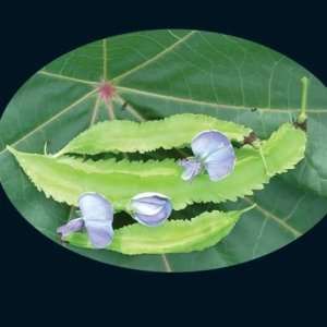  Asian Winged Bean Seeds