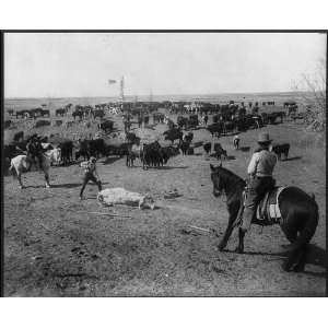   by the Brand,branding cattle,Colorado/Utah?,c1905