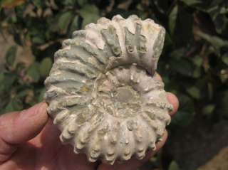 591g Ammonite Fossil Shell Specimen Healing From Madagascar  