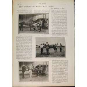 Boer War Africa Gascon Cape Town Horse Gatacre 1900