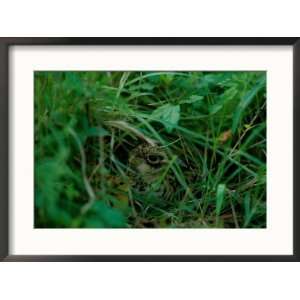  Attwaters prairie chicken hidden in the grass Styles 