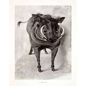  1898 Print Wart Hog British Central Africa Sir Harry H 
