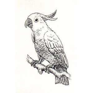   Window Cling 6 inch x 4 inch Line Drawing Cockatoo