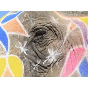  Painted Elephant, Amber Fort Palace, Jaipur Rajasthan 
