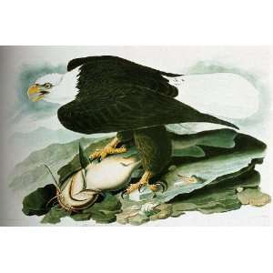   James Audubon   24 x 16 inches   The Bald Headed Eagle