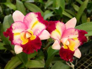 TSUTSUNG BEAUTY ~3 BROS~ FLARED CATTLEYA Orchid Plant  
