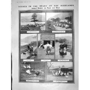   1909 HIGHLANDS SCOTLAND FARM SHEEP CHICKENS MILKMAID