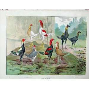   : 1902 Poultry Silver Duckwing Game Bantams Chickens: Home & Kitchen