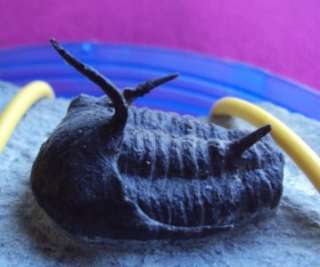 100% NATURAL KINGASPIS FOSSIL TRILOBITE. CAMBRIAN. PERFECT DISPLAY 