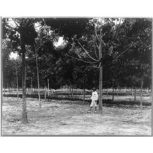   plantations,Java?,1914,tree,Goerach Batom Estate