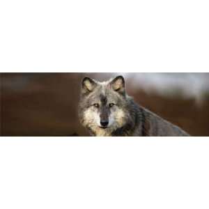  Wolf Portrait Rear Window Graphic: Automotive
