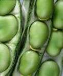 FAVA BEANS , BROAD BEANS , HEIRLOOM SEEDS GREAT FLAVOR  