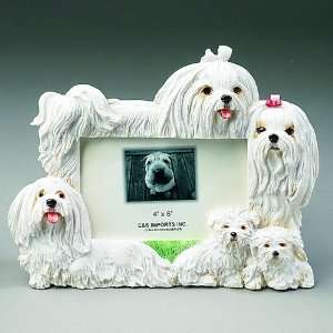  Maltese Dog 4x6 Photo Frame 