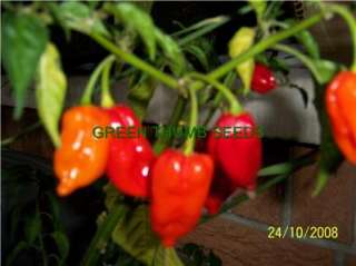 Bhut Jolokia, HOTTEST IN THE WORLD FRESH seed (HP0080)  