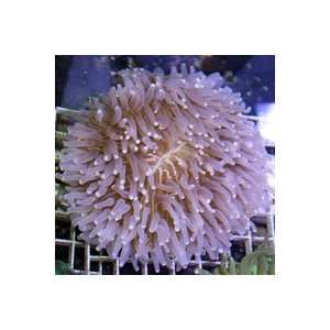 Heliofungia actiniformis Long Tentacled Plate Coral   XLarge:  