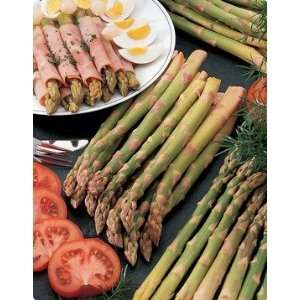   2nd Year Mary Washington Asparagus Roots Plants Patio, Lawn & Garden