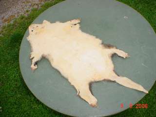 42 inch total Opossum pelt 4ft. tail tanned taxidermy  